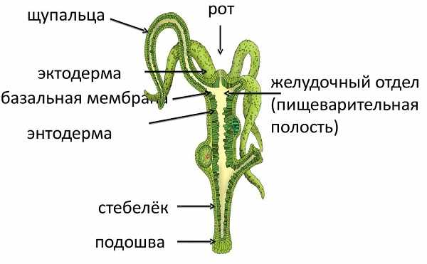 Кракен ссылка настоящая